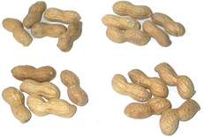 Erdnüsse-4x5.jpg